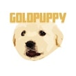Gold-Puppy