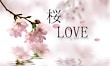 桜love