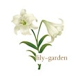 lily-garden