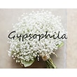 Gypsophila