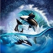 Orca Wave