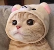Cat head