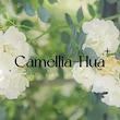 Camellia-Hua