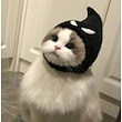 罪のない猫