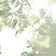 竹の