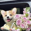 幸せな犬