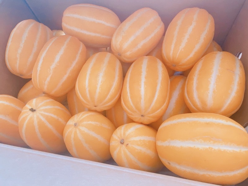 クール便対応可能　韓国産　チャメ　10kg イエローメロン　　韓国　メロン　果物 送料無料冷蔵便】韓国産 チャメ 10kg (43〜45玉入) 季節数量限 果物