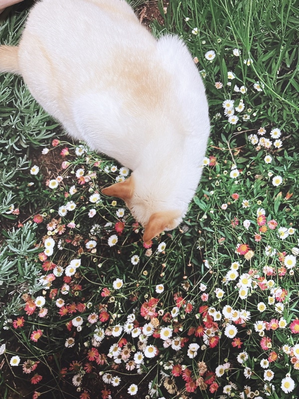 Qoo10] Pluffy archive ぷらっふぃーあーかいぶ フラワー